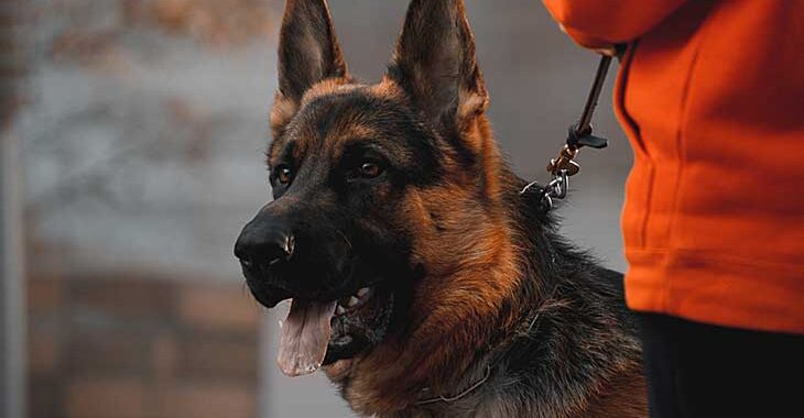 Best Muzzle for German Shepherd 2024: Reviews + Buying Guide