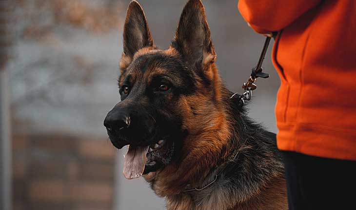 Best Muzzle for German Shepherd 2024: Reviews + Buying Guide