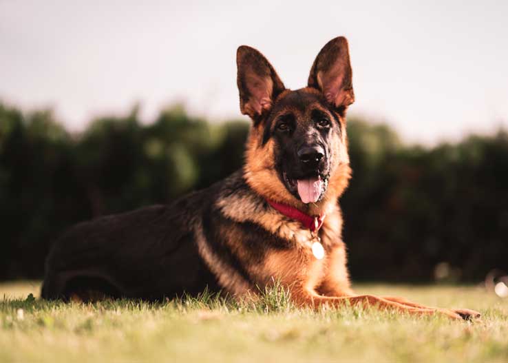 Best Muzzle for German Shepherd