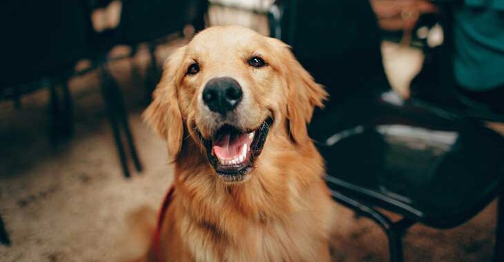 Best Collar for Golden Retriever 2024: Reviews + Buying Guide