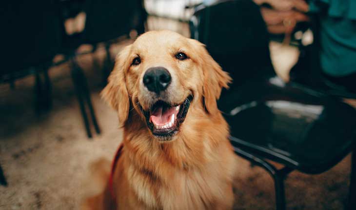Best Collar for Golden Retriever 2024: Reviews + Buying Guide