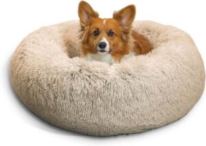 Best Dog Beds for older dogs