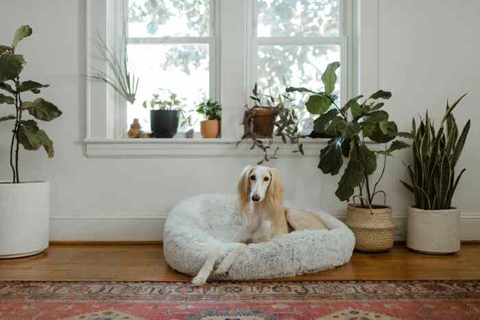 Best Dog Beds for Older Dogs