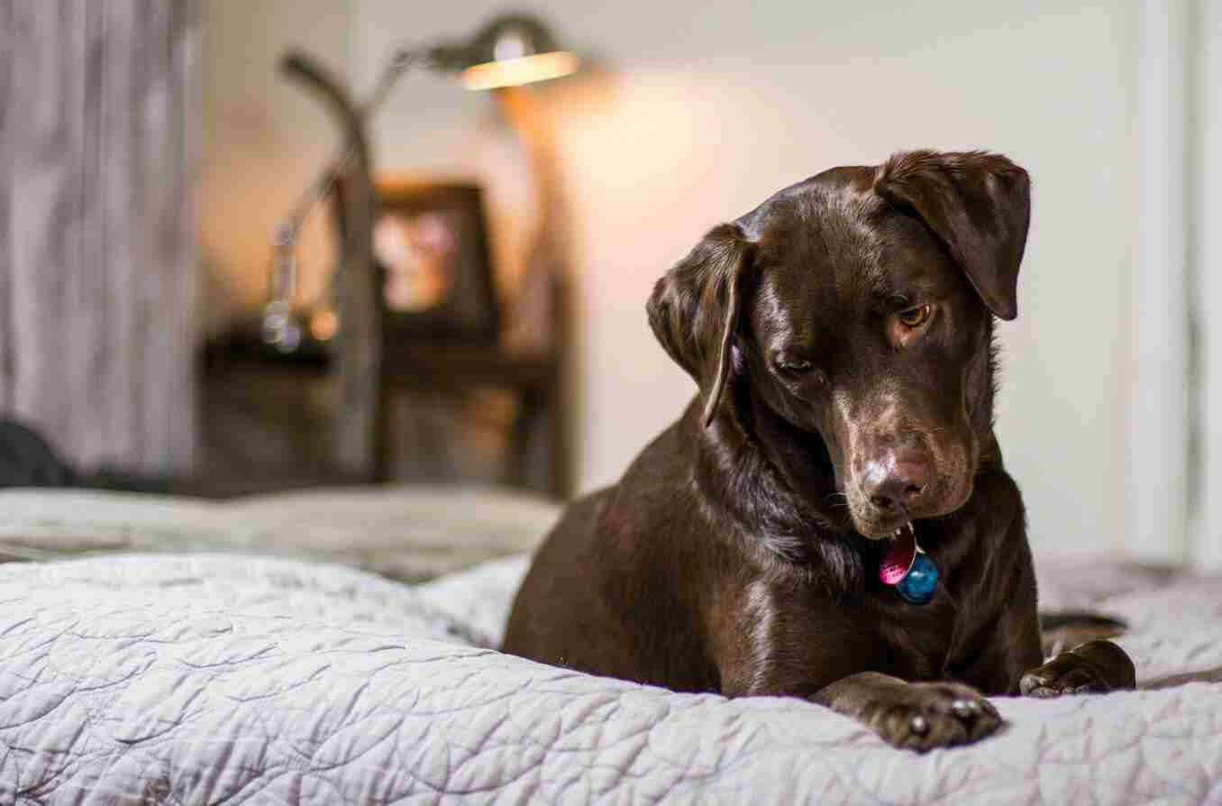 How To Clean A Dog Bed At Home – Easy Steps