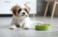 How to Improve Your Dog’s Gut Health