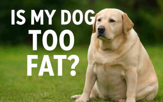 Is My Dog Too Fat? A Friendly Guide to Canine Weight Loss