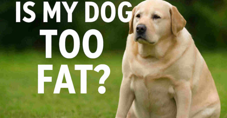 Is My Dog Too Fat? A Friendly Guide to Canine Weight Loss
