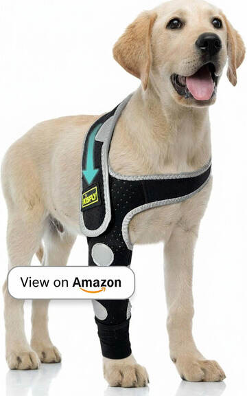 Best Dog Elbow Braces