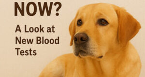 Can Dogs Get Cancer Screenings Now