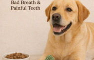 Dog Dental Care 101: How to Prevent Bad Breath and Painful Teeth
